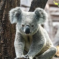Tierart Koala