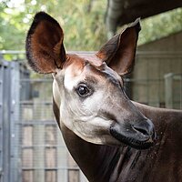 Tierart Okapi