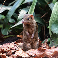 Tierart Spitzhörnchen (Tupaia)