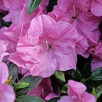 Plant species azalea, rhododendron