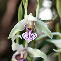 Pflanzenart Orchideen