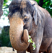 Tierart Asiatischer Elefant