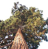 Tierart Urweltmammutbaum