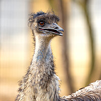 Tierart Emu