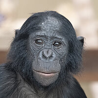 Tierart Bonobo