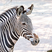 Tierart Grevy-Zebra