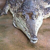 Tierart Australien-Krokodil