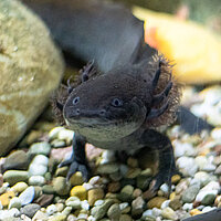 Tierart Axolotl